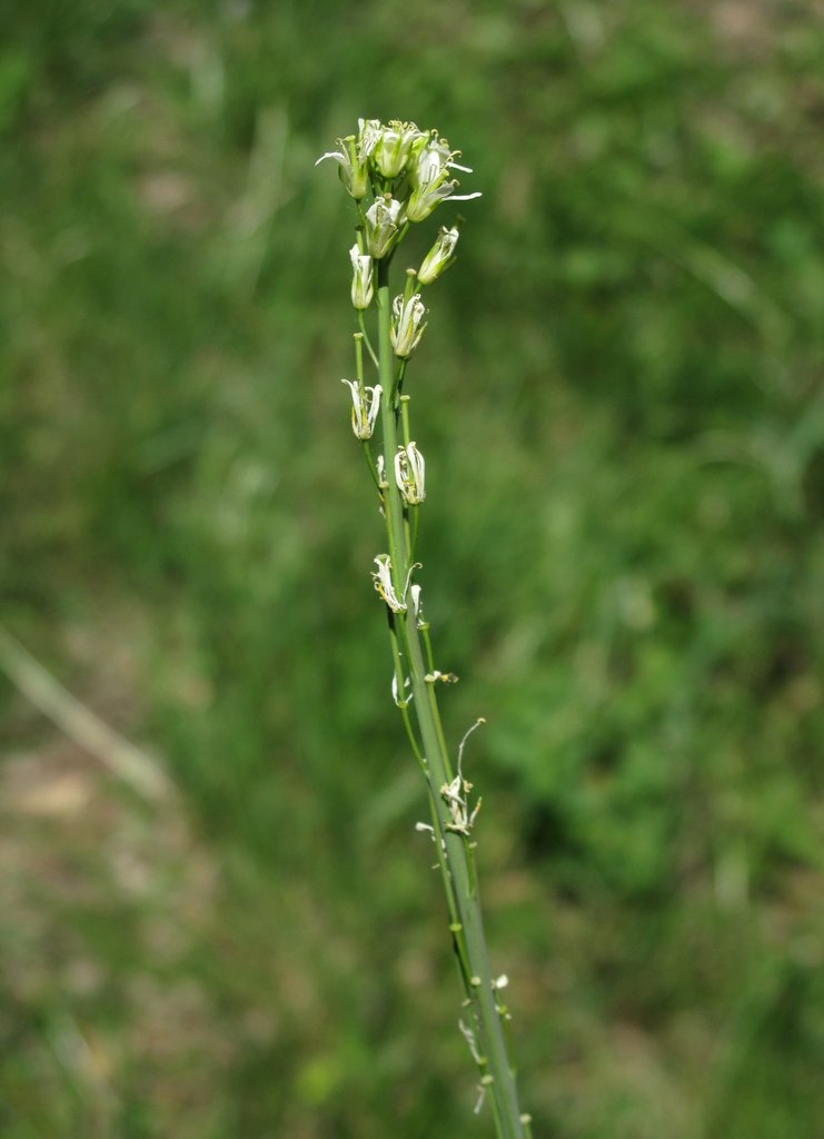 Arabis glabra